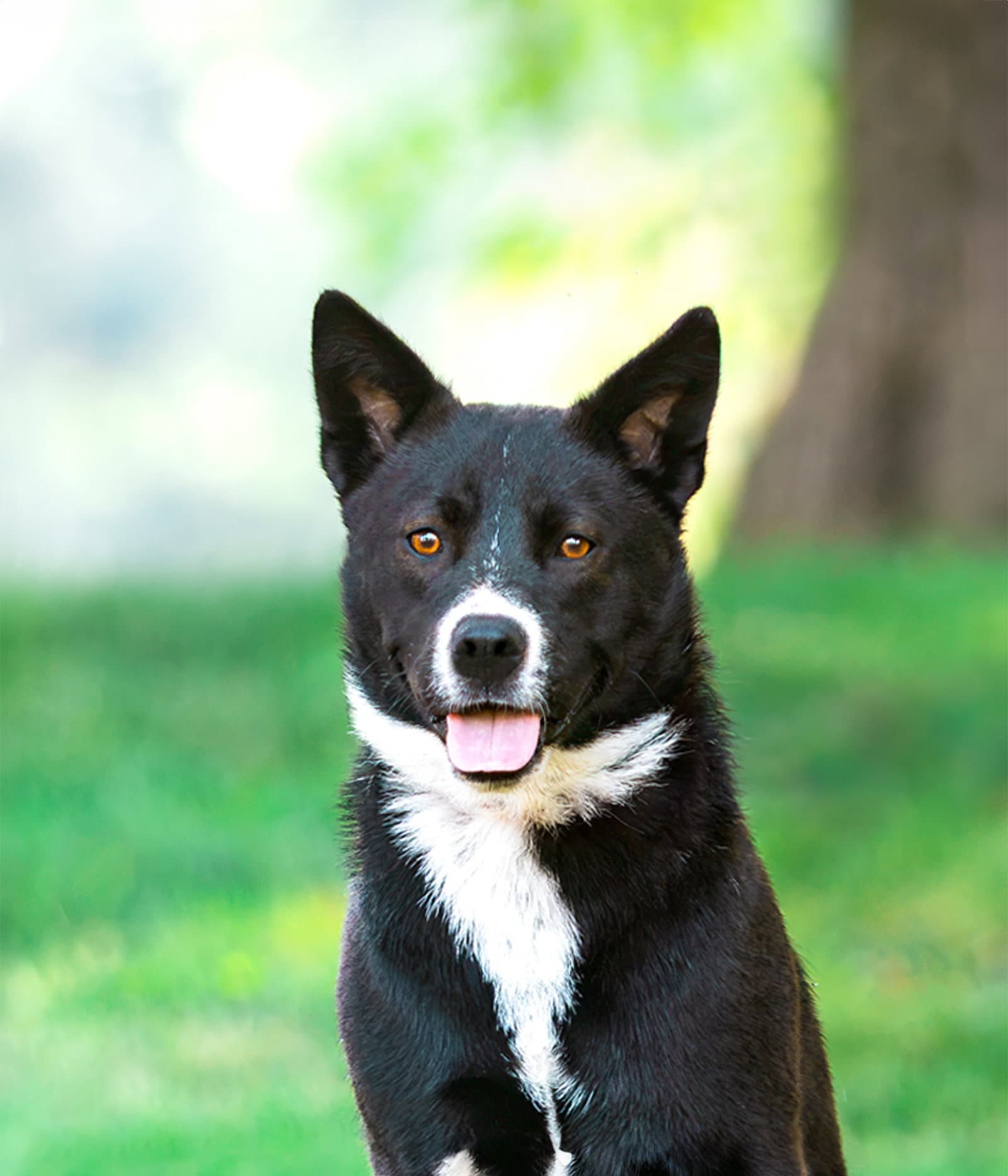 Koda