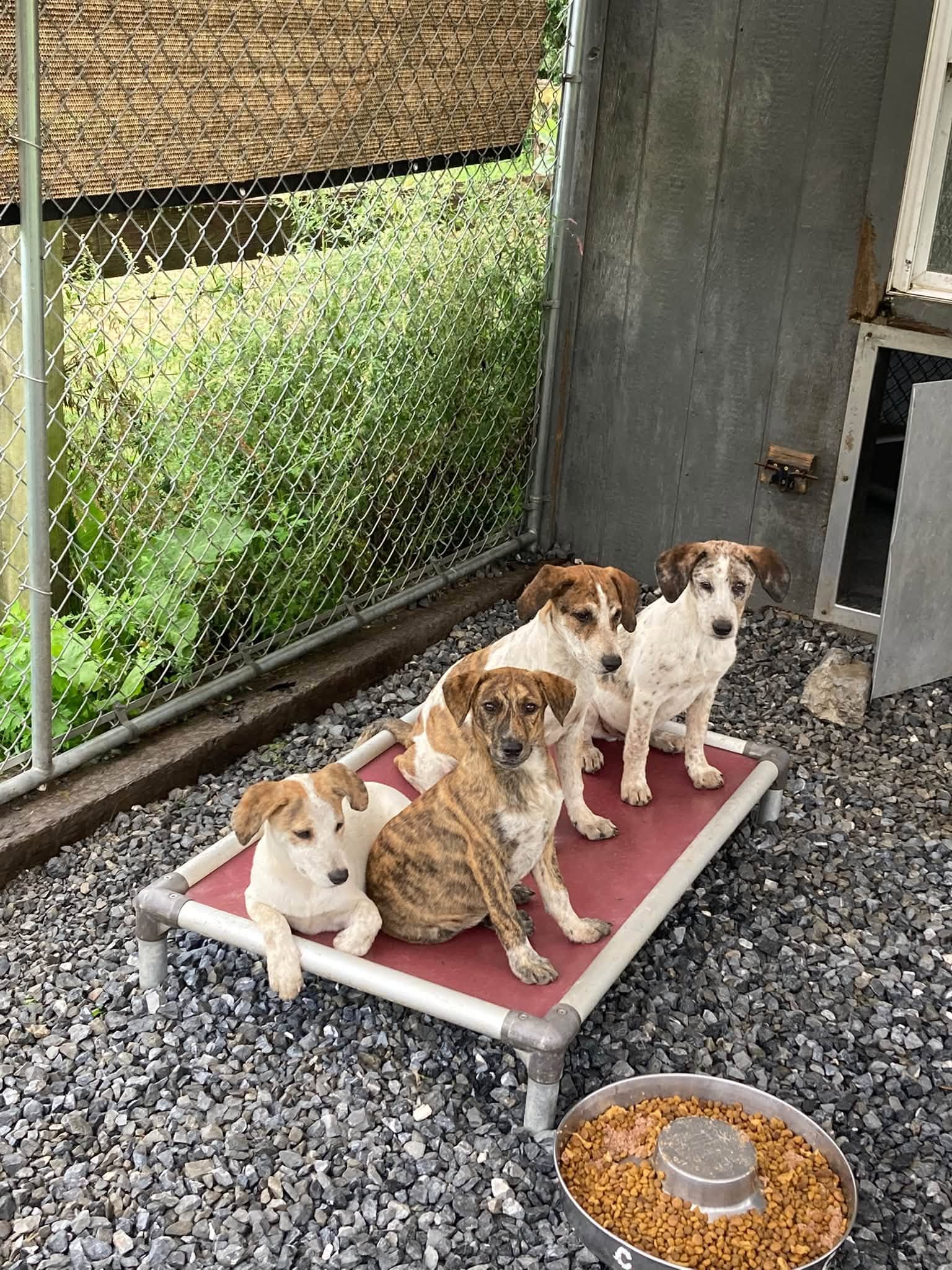 Hound Mix Pups Boys