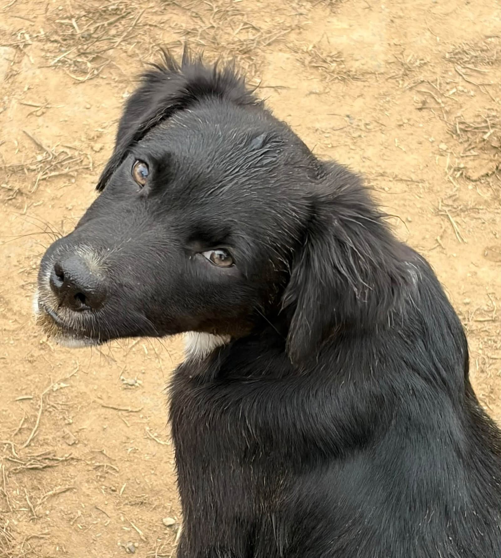 Lab Mix Pups Boys