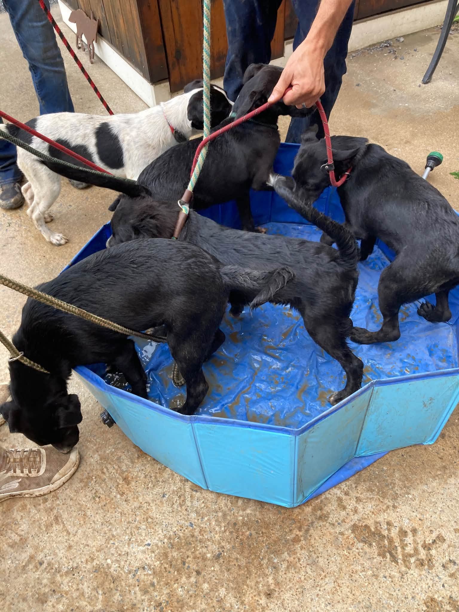 Lab Mix Pups Girls