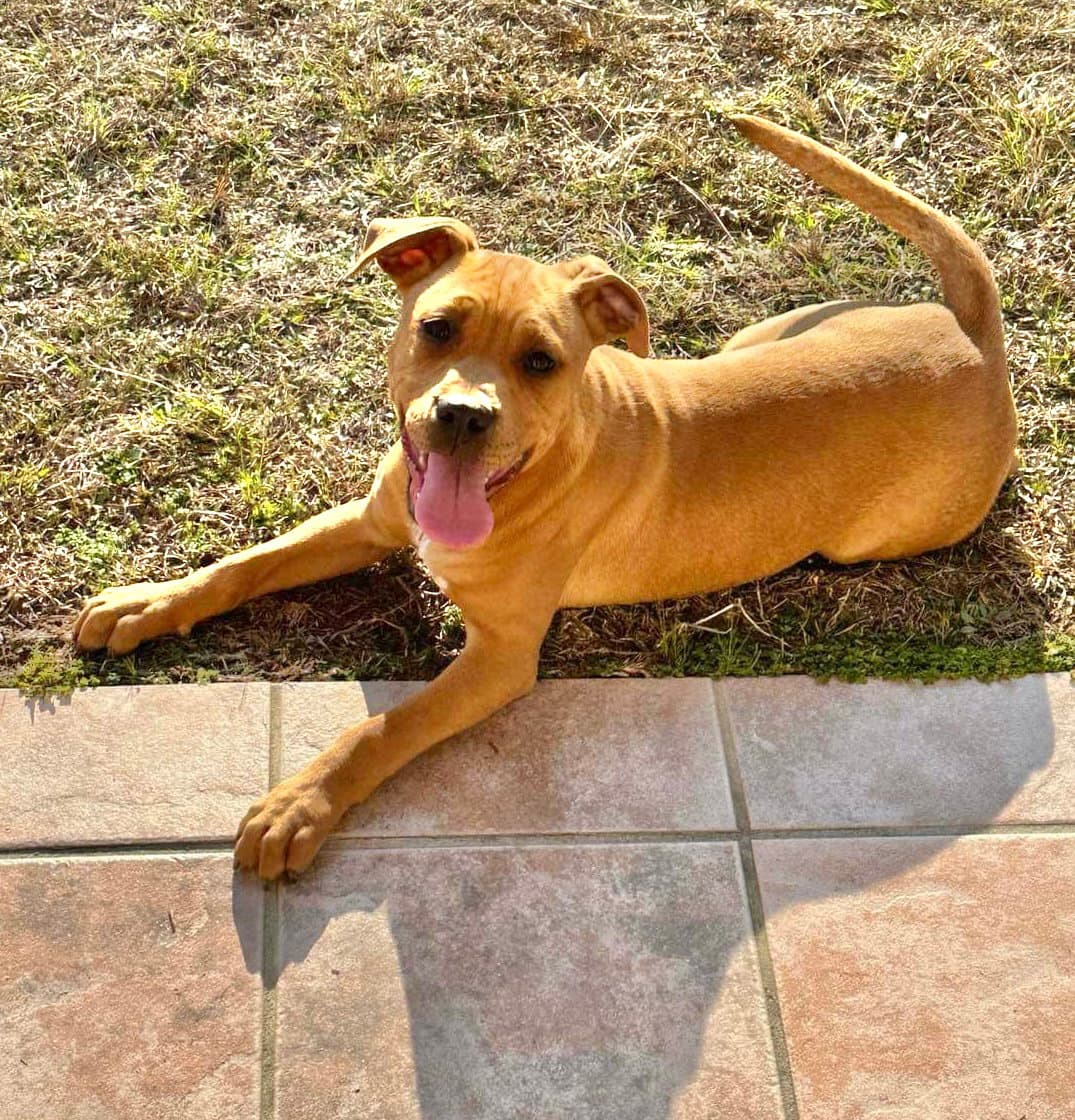 Mav