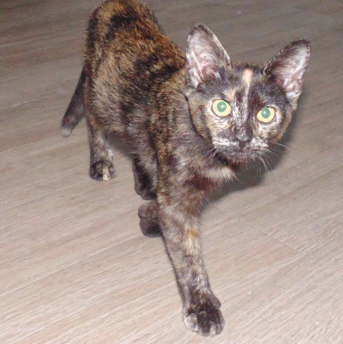 Kiwi