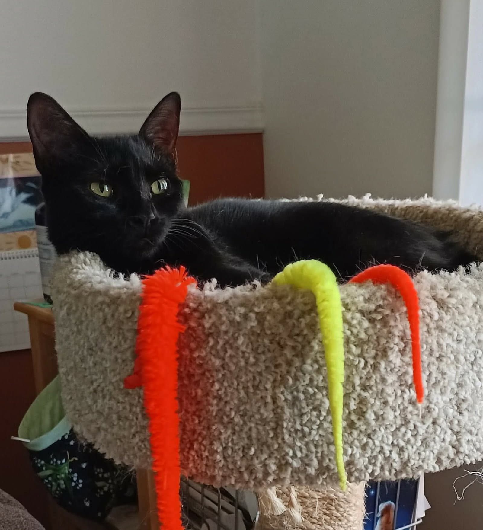 Ebony