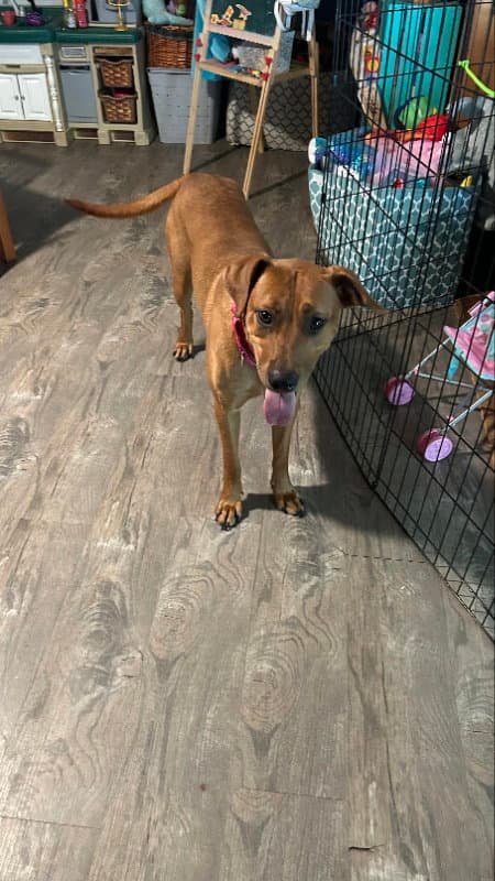 Penny