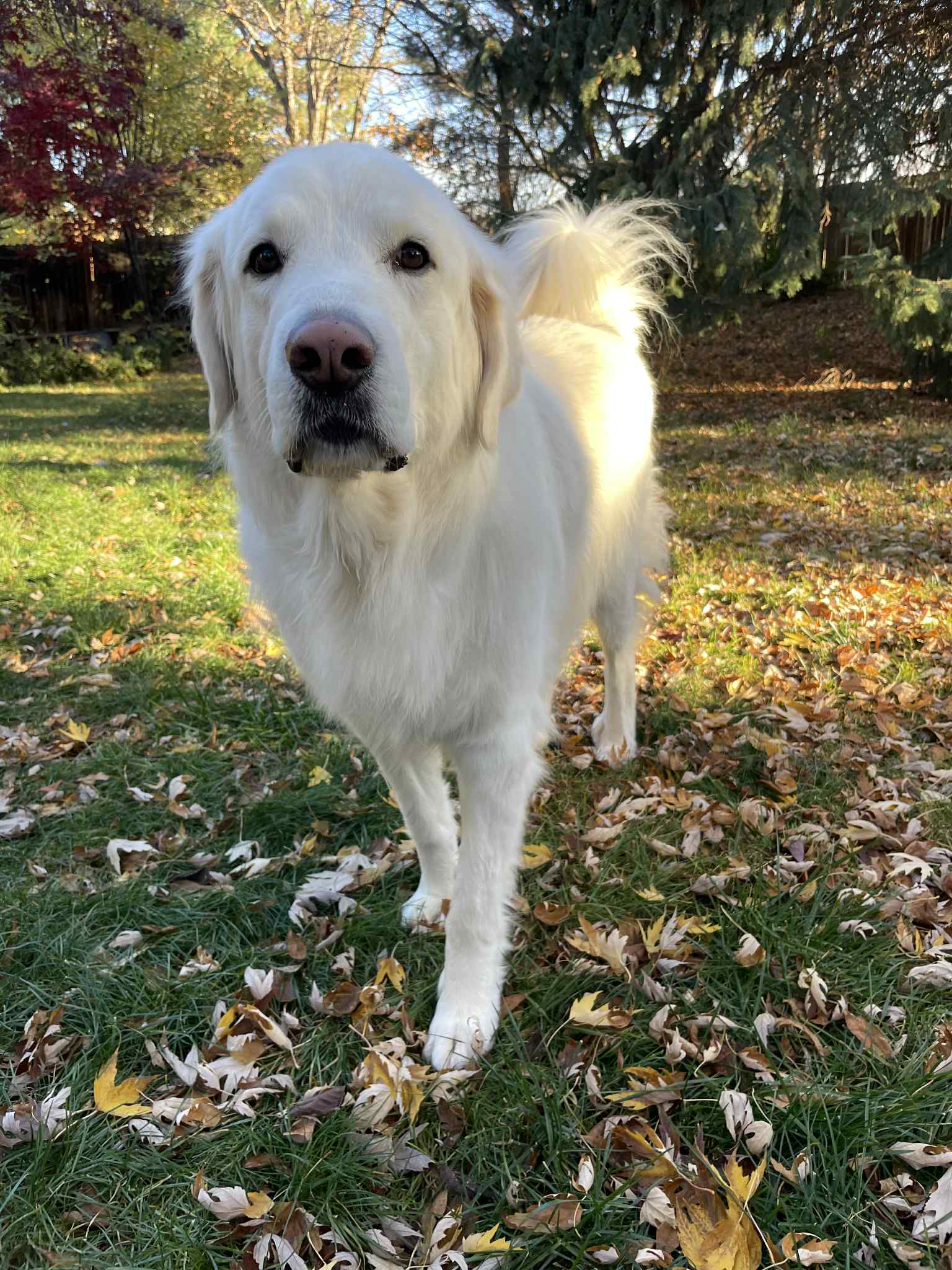 Maggie