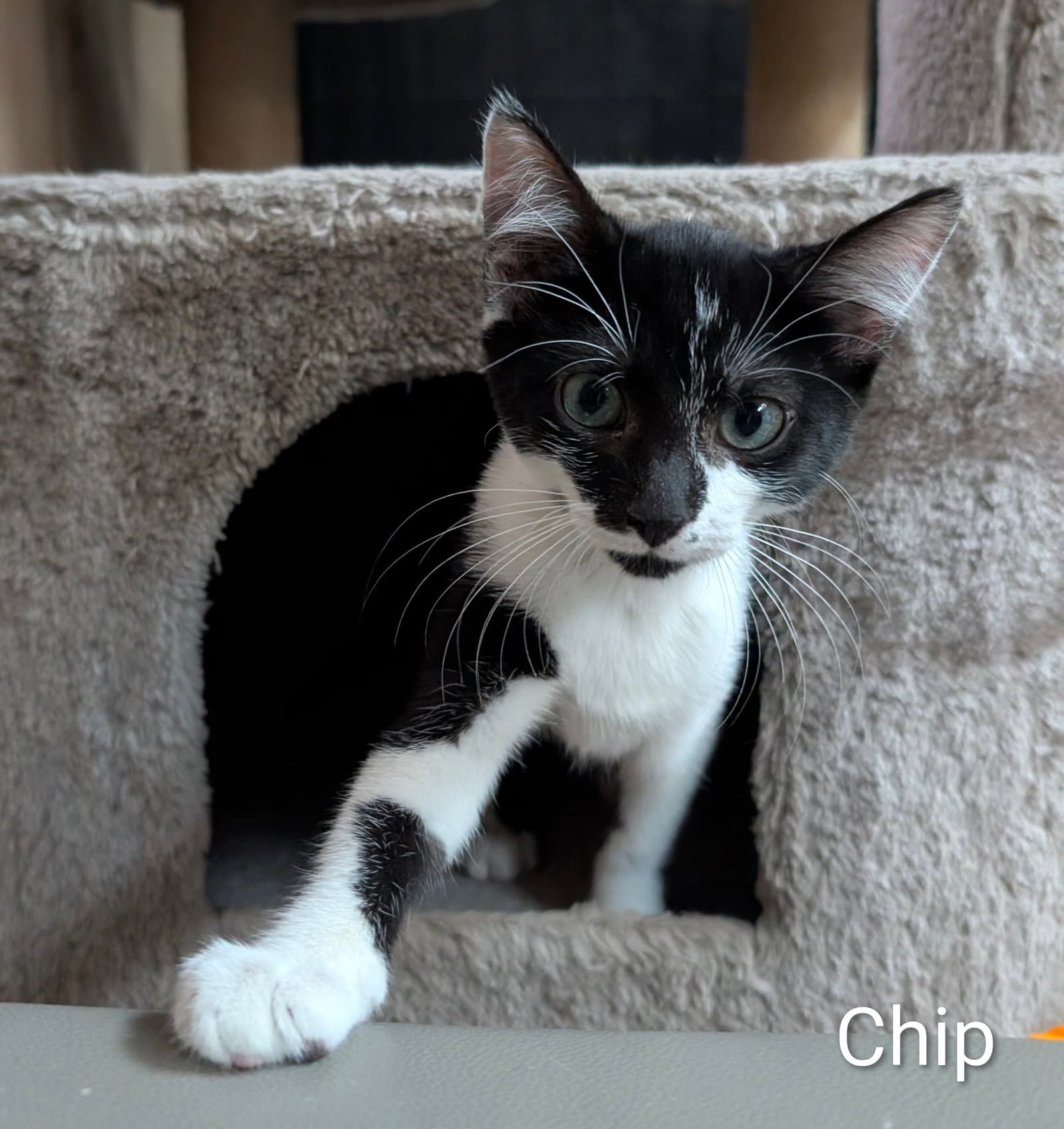 Chip 6.1.26 (prespay)