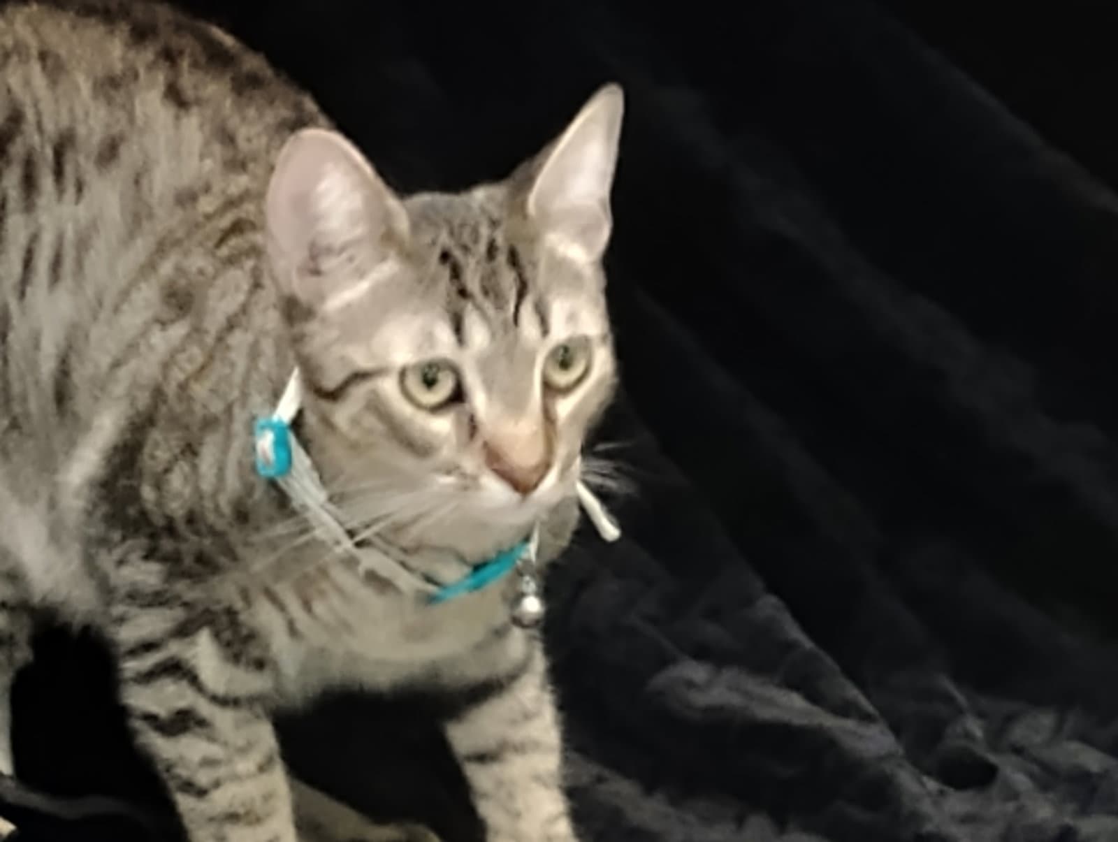 Milo
