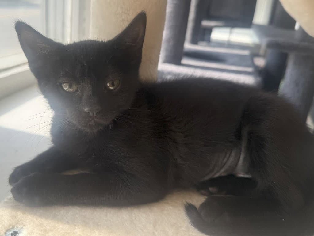 Fig *IN FOSTER*