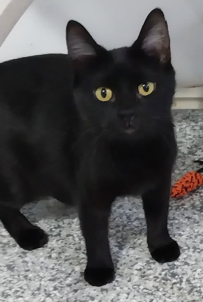 Misty Onyx * IN FOSTER *