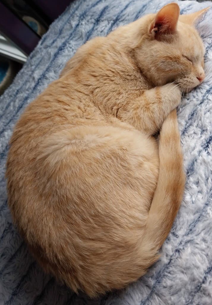 Navigator * IN FOSTER *