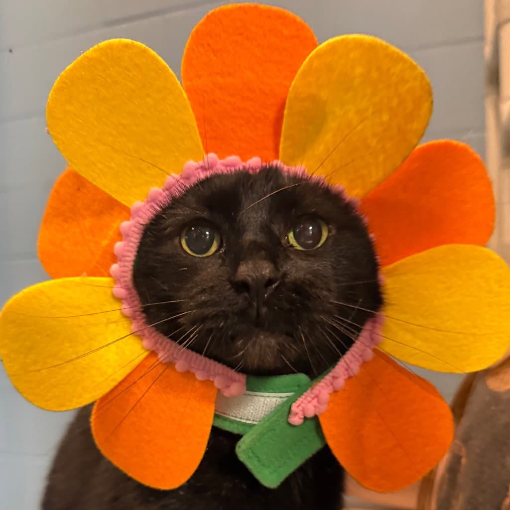 Maggie Sue