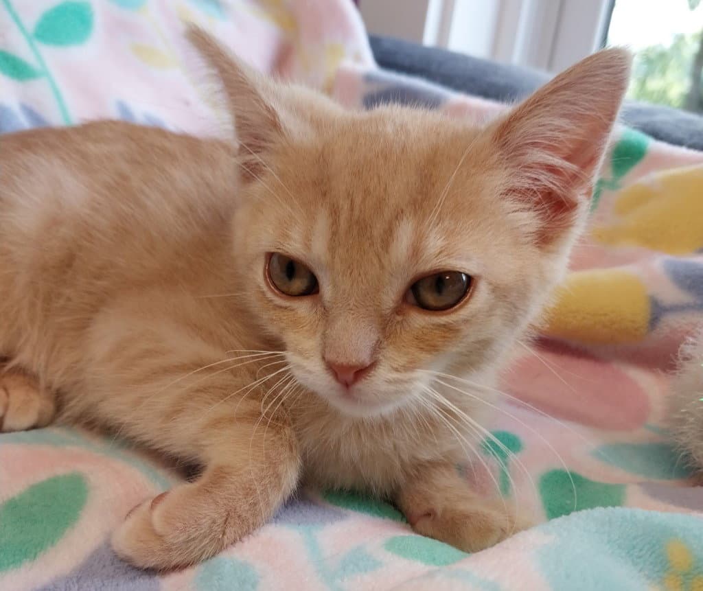 Sandy *IN FOSTER*