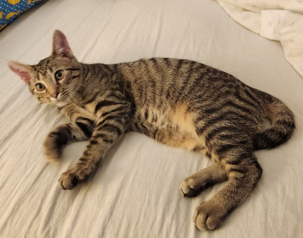 Ziggy Stardust *IN FOSTER