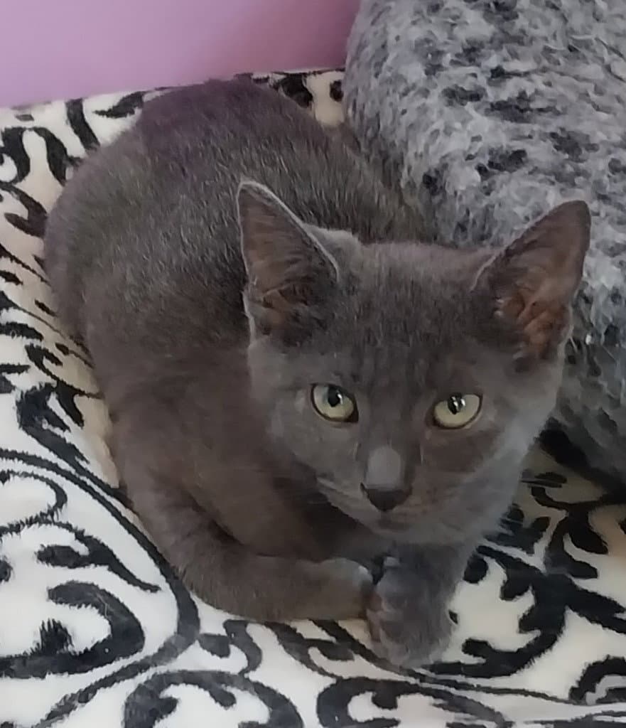 Martini * IN FOSTER *