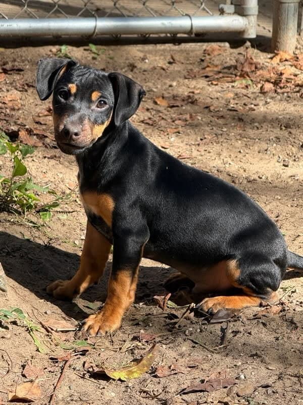 Rocky- in a foster home