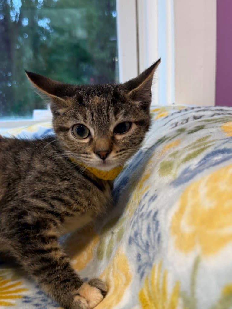 Abigail * IN FOSTER *