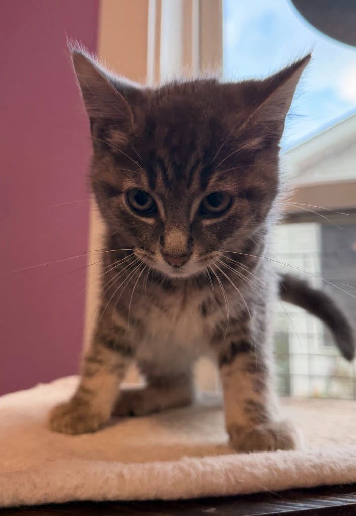 Pancake * IN FOSTER *