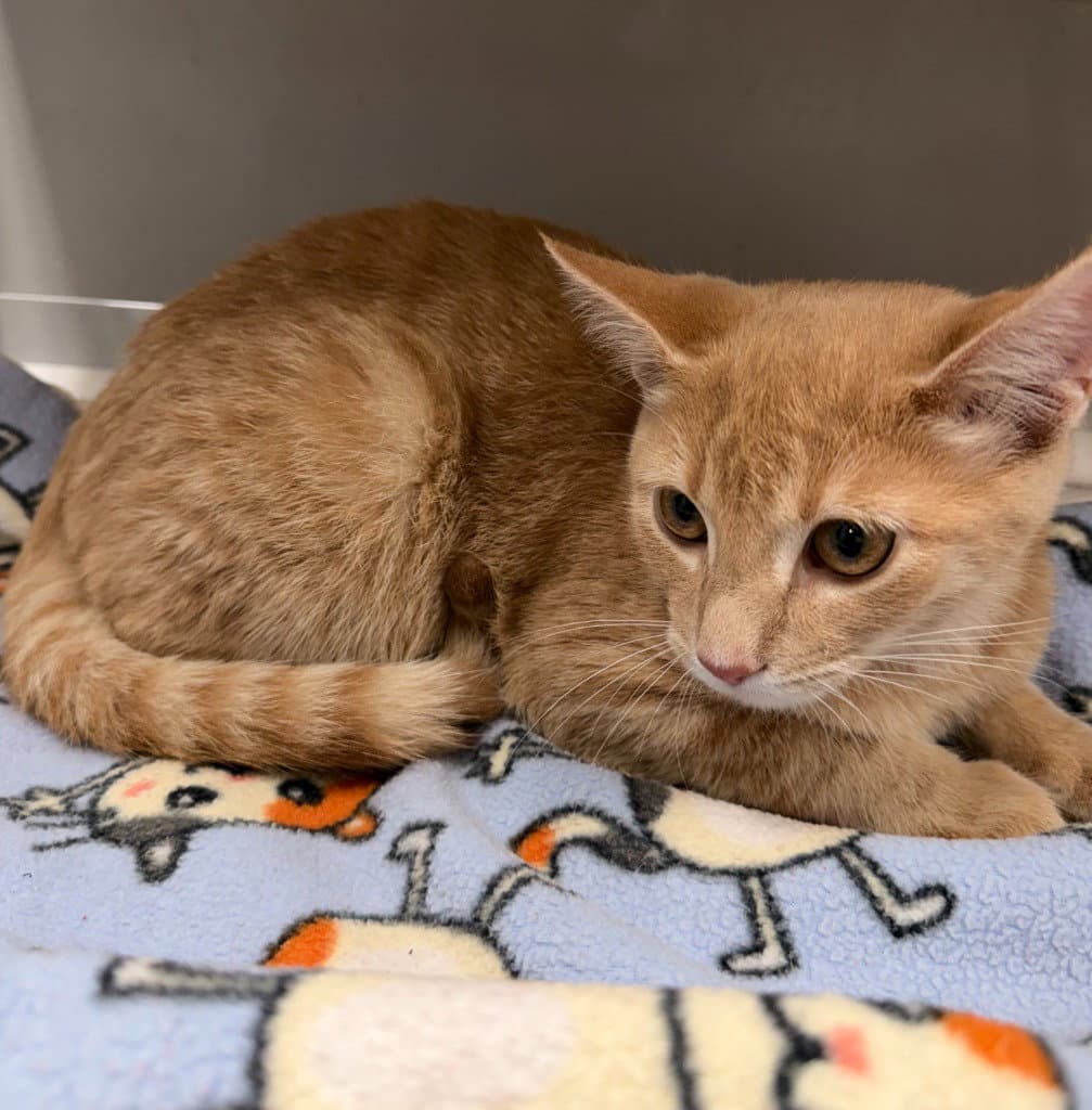 Jack * IN FOSTER *