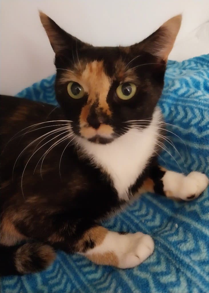 Marti