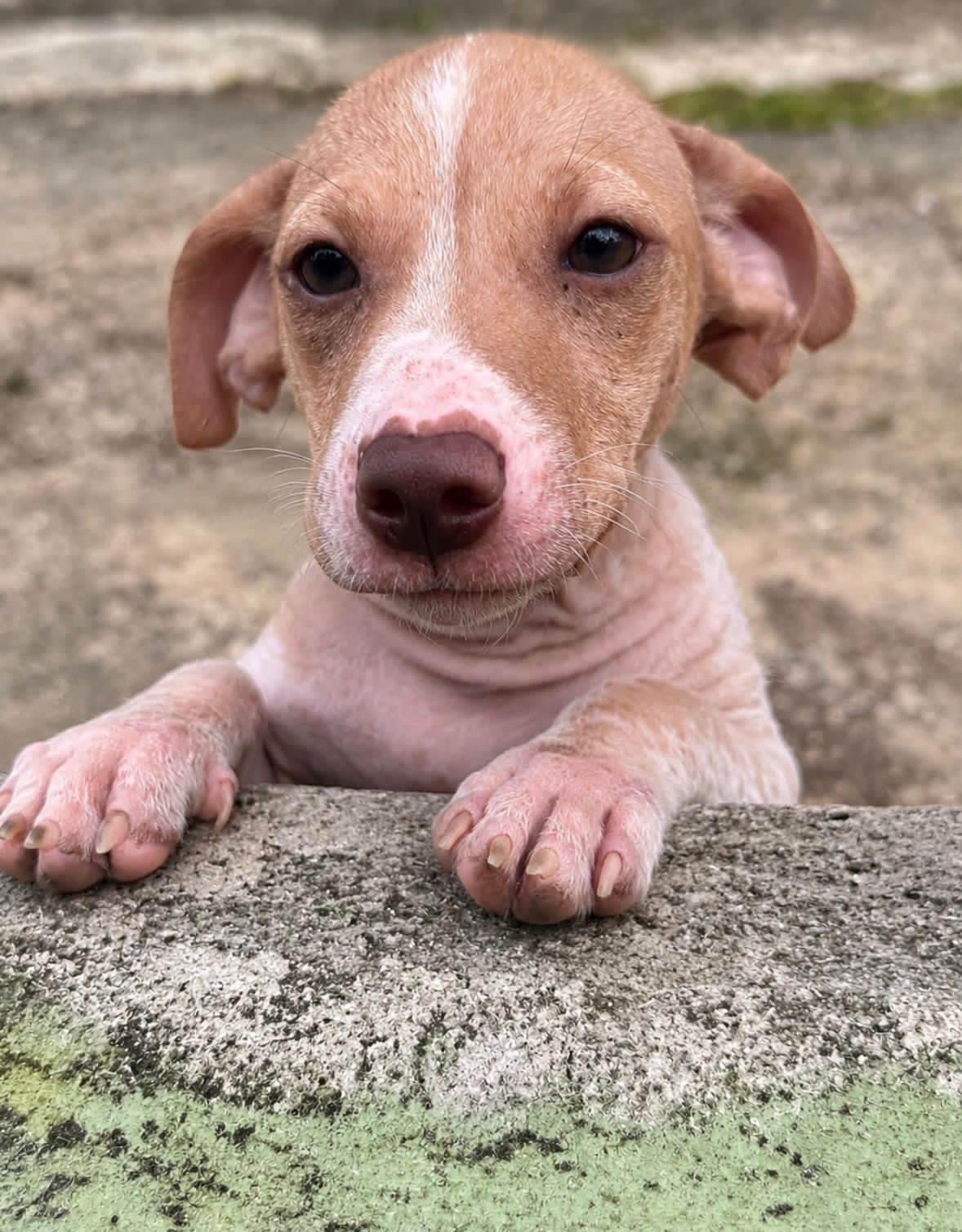 Faith (Foster in PR)