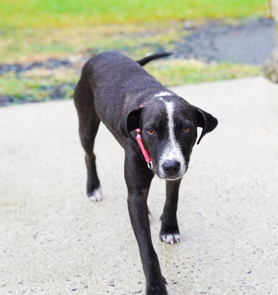 Bunny (Foster in PR)