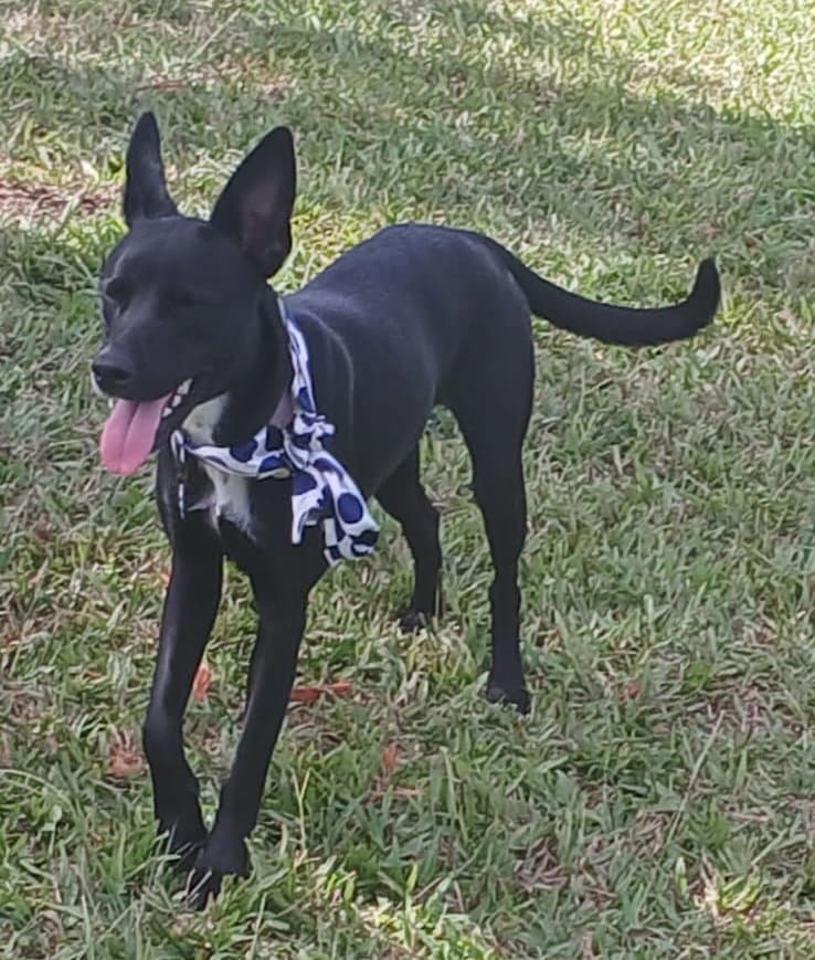 Lovie (Foster in PR)