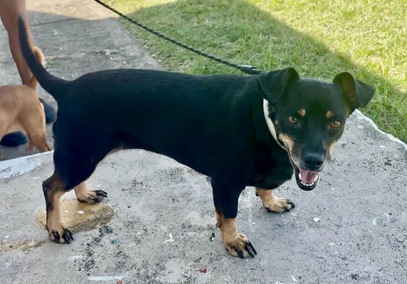 Kary (Foster in PR)