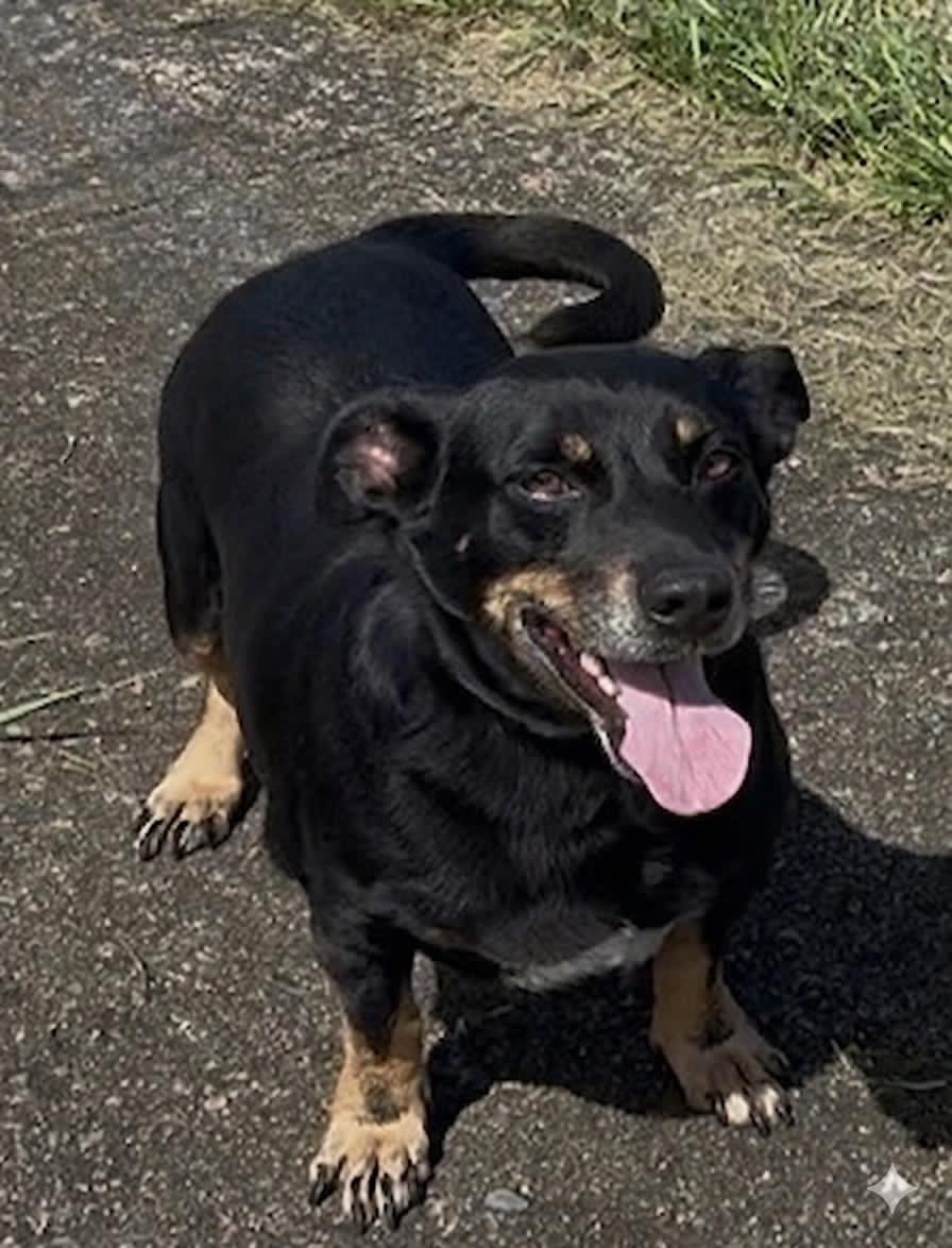 Lina (Foster in PR)