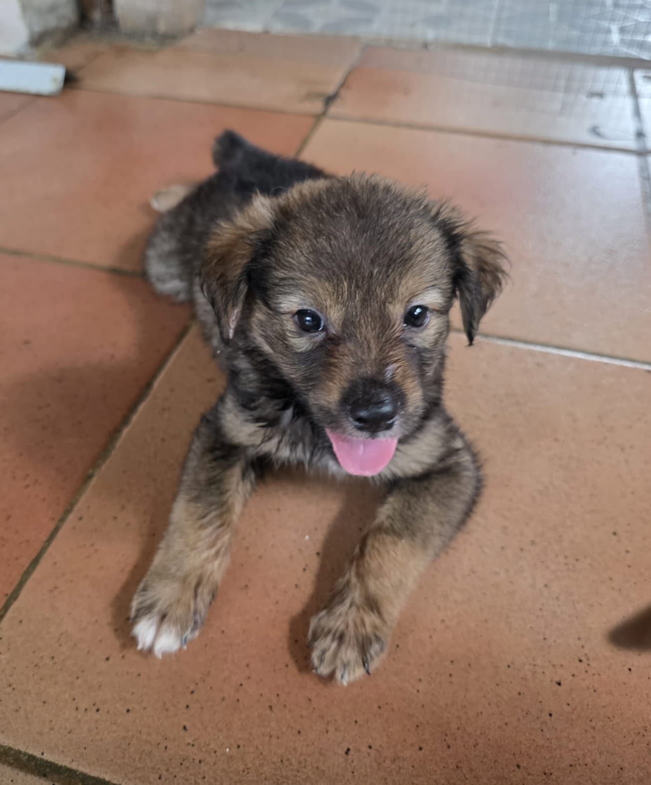 Pancho (Foster in MA)