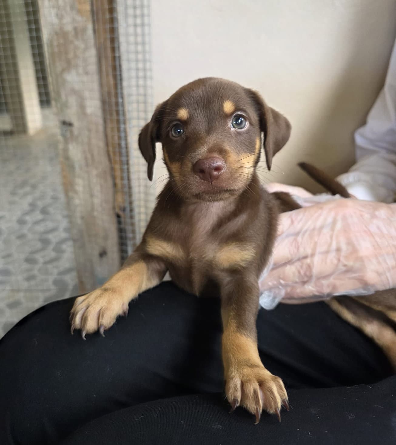 Melody (Foster in PR) 5/7