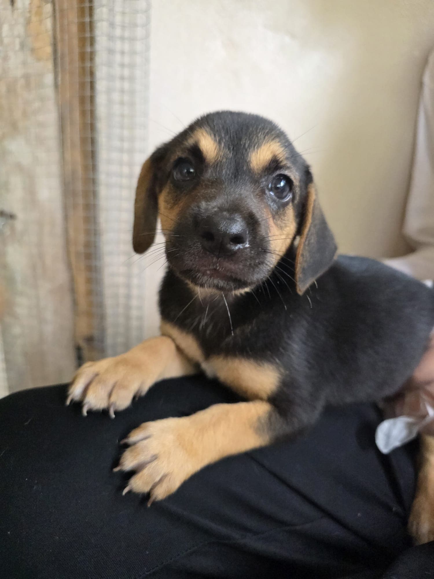 Jolene (Foster in PR) 7/7