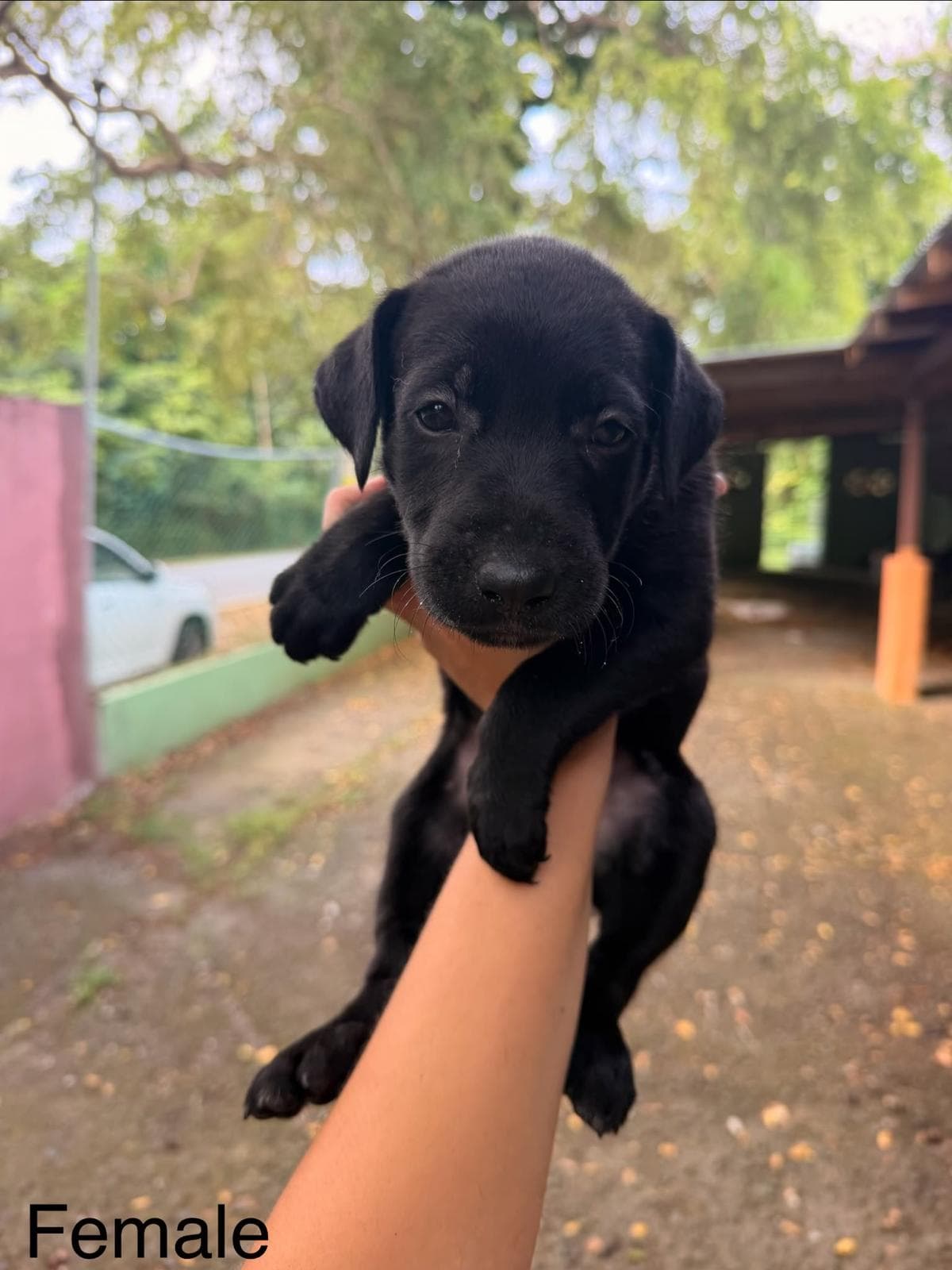 Shante (Foster in PR)