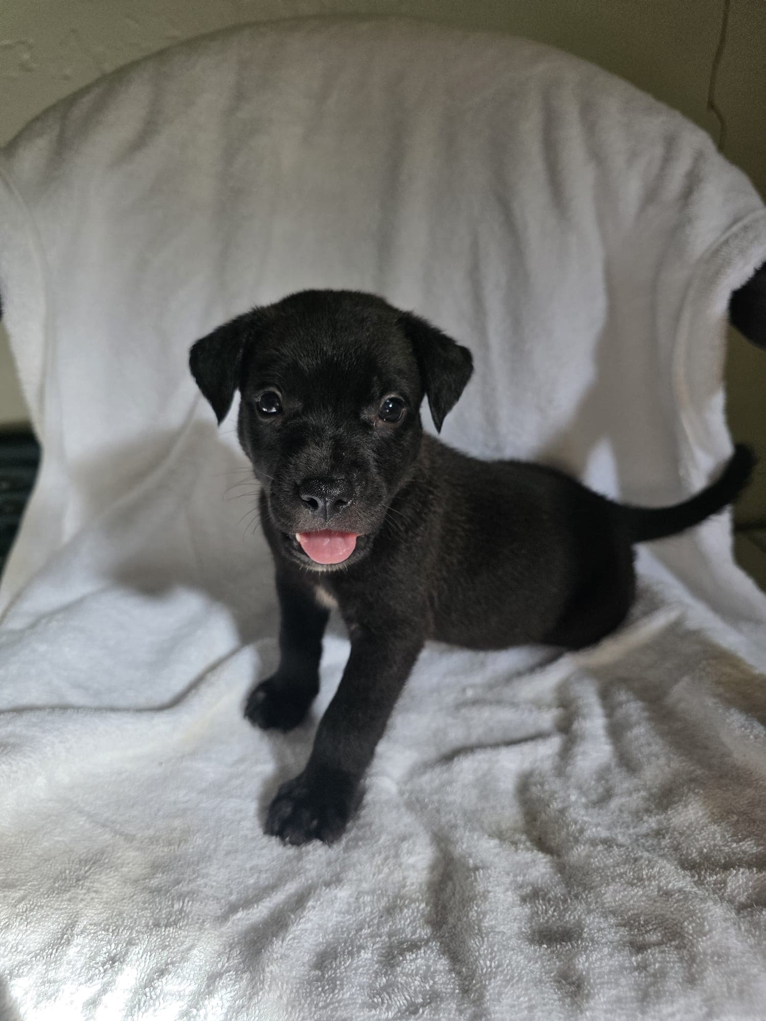 Ricardo (Foster in PR)