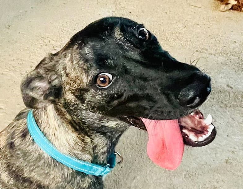 Dante (Foster in PR)