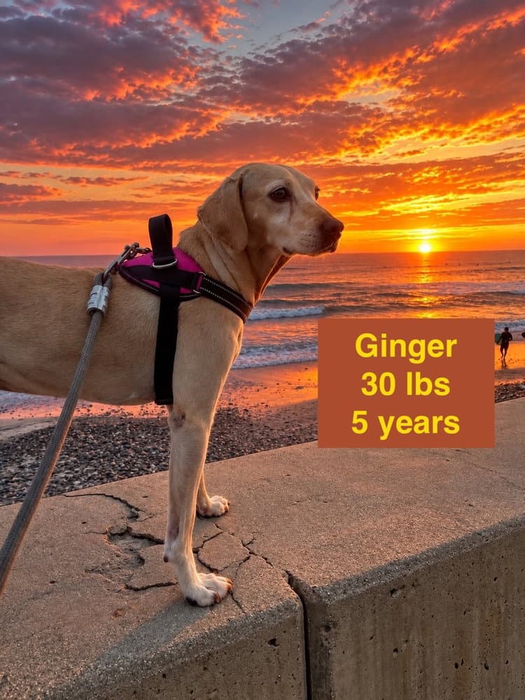 Ginger