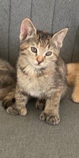 Mittens