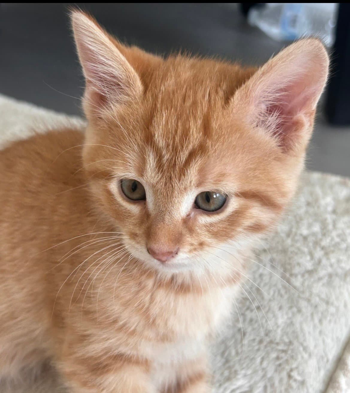 Little Poofy