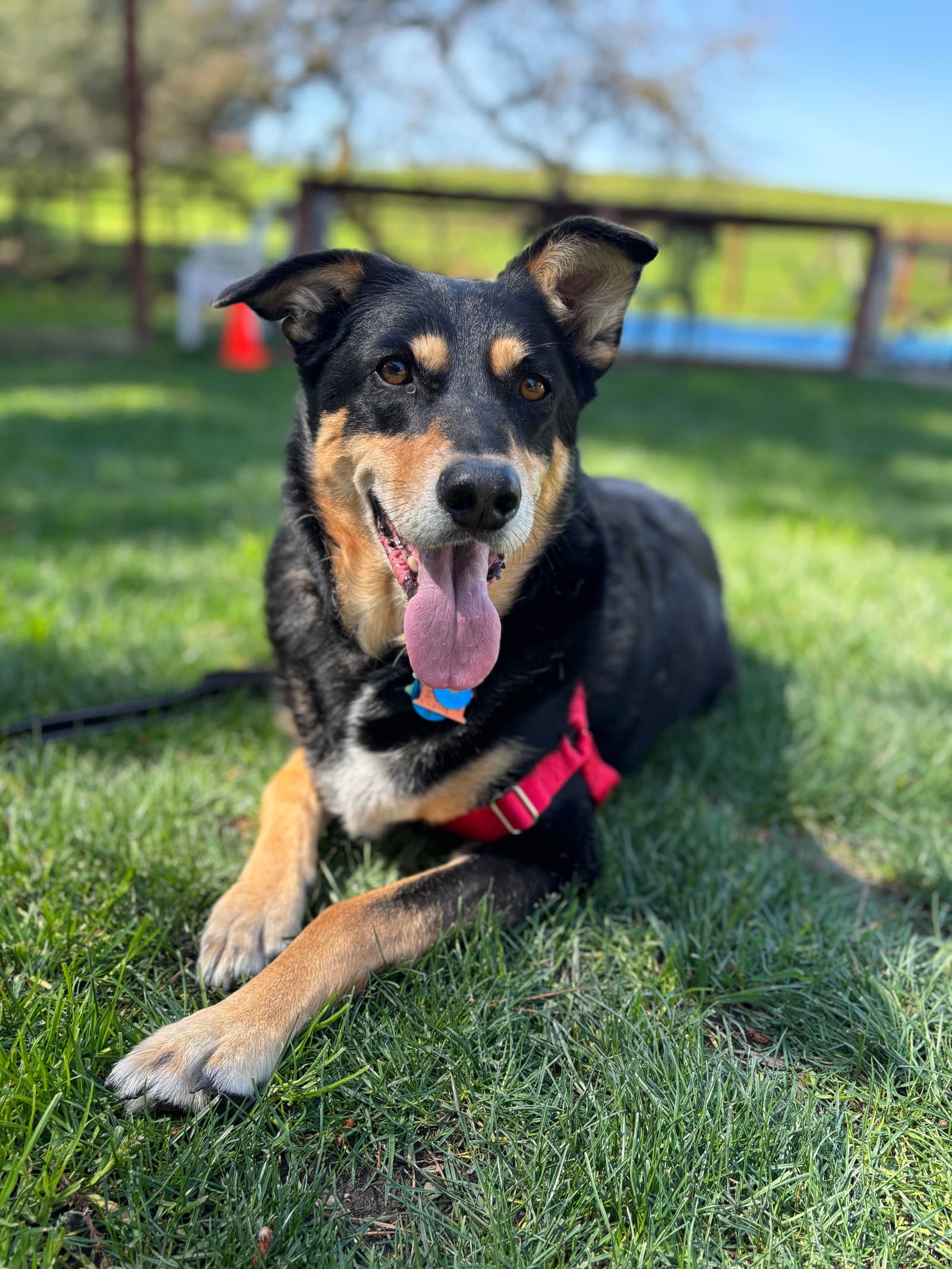 Sadie