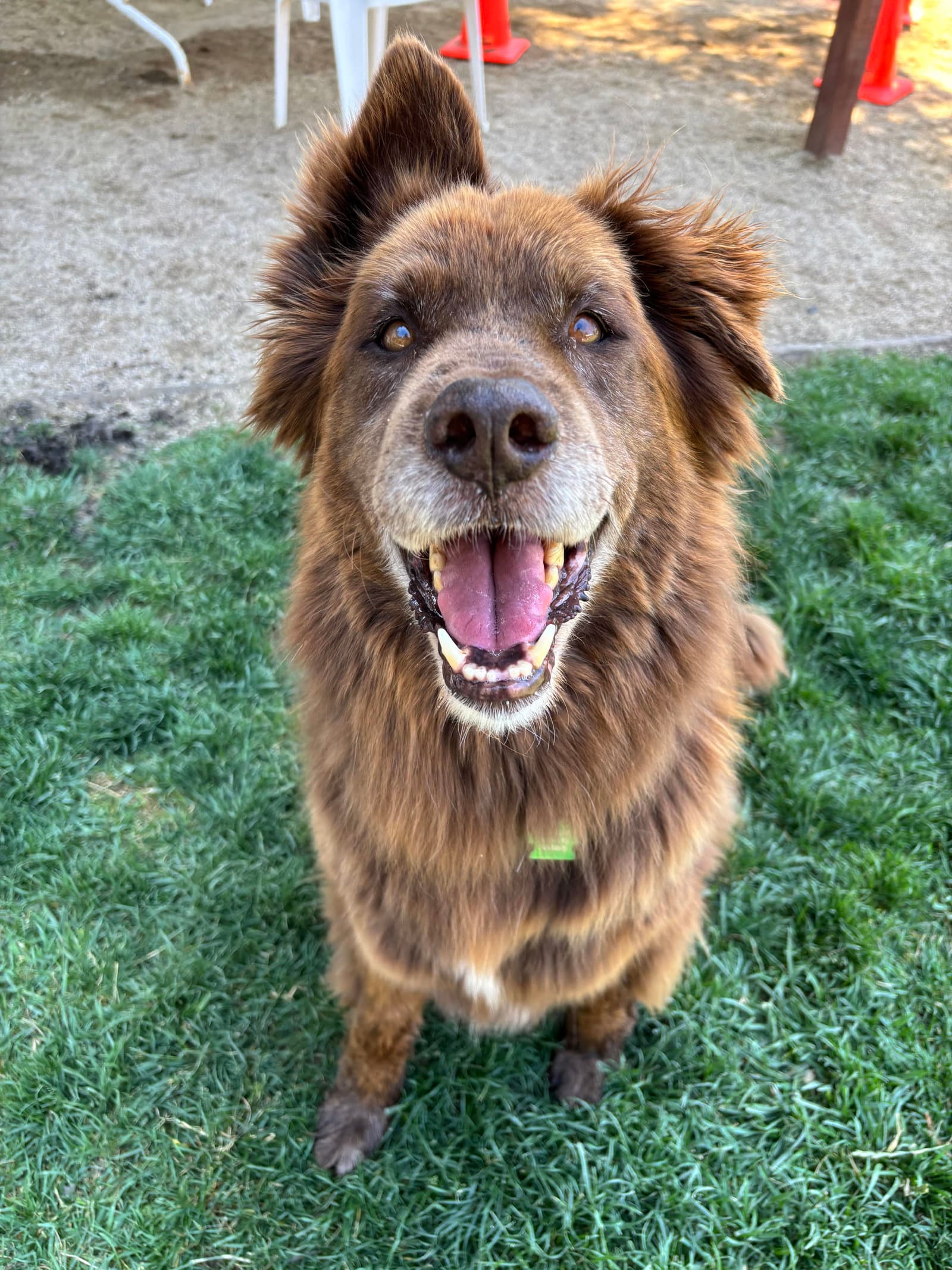Koda (Bonded to Nikki)