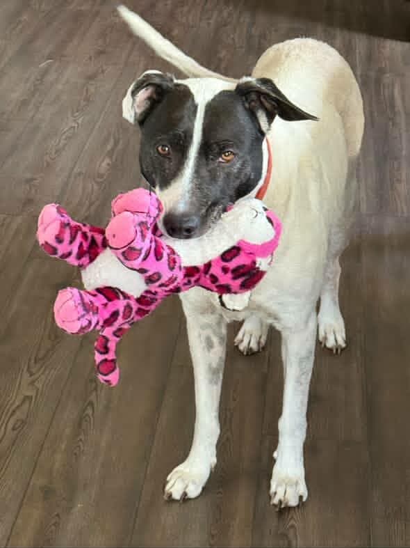 Bear (Bonded with Harli)