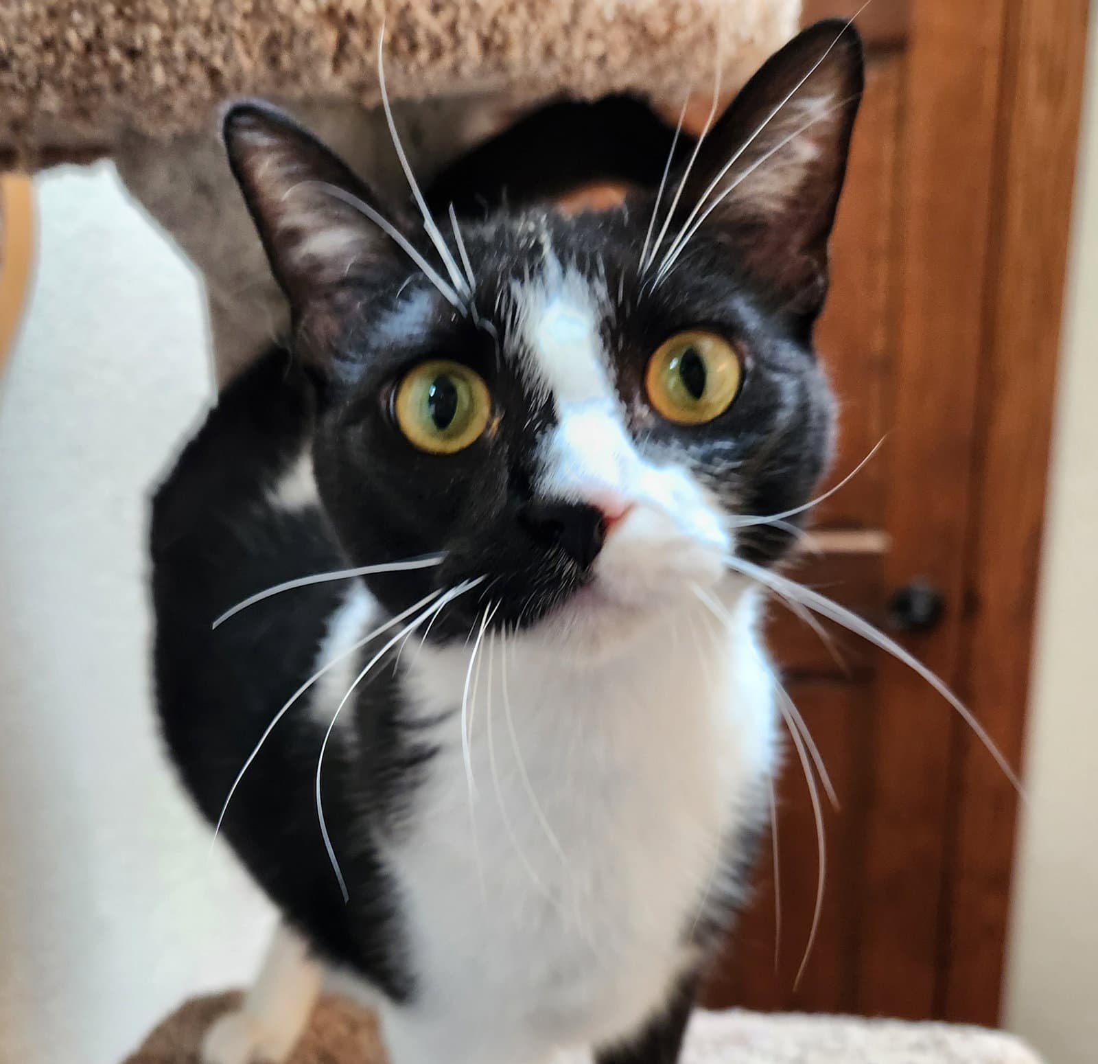 Penny
