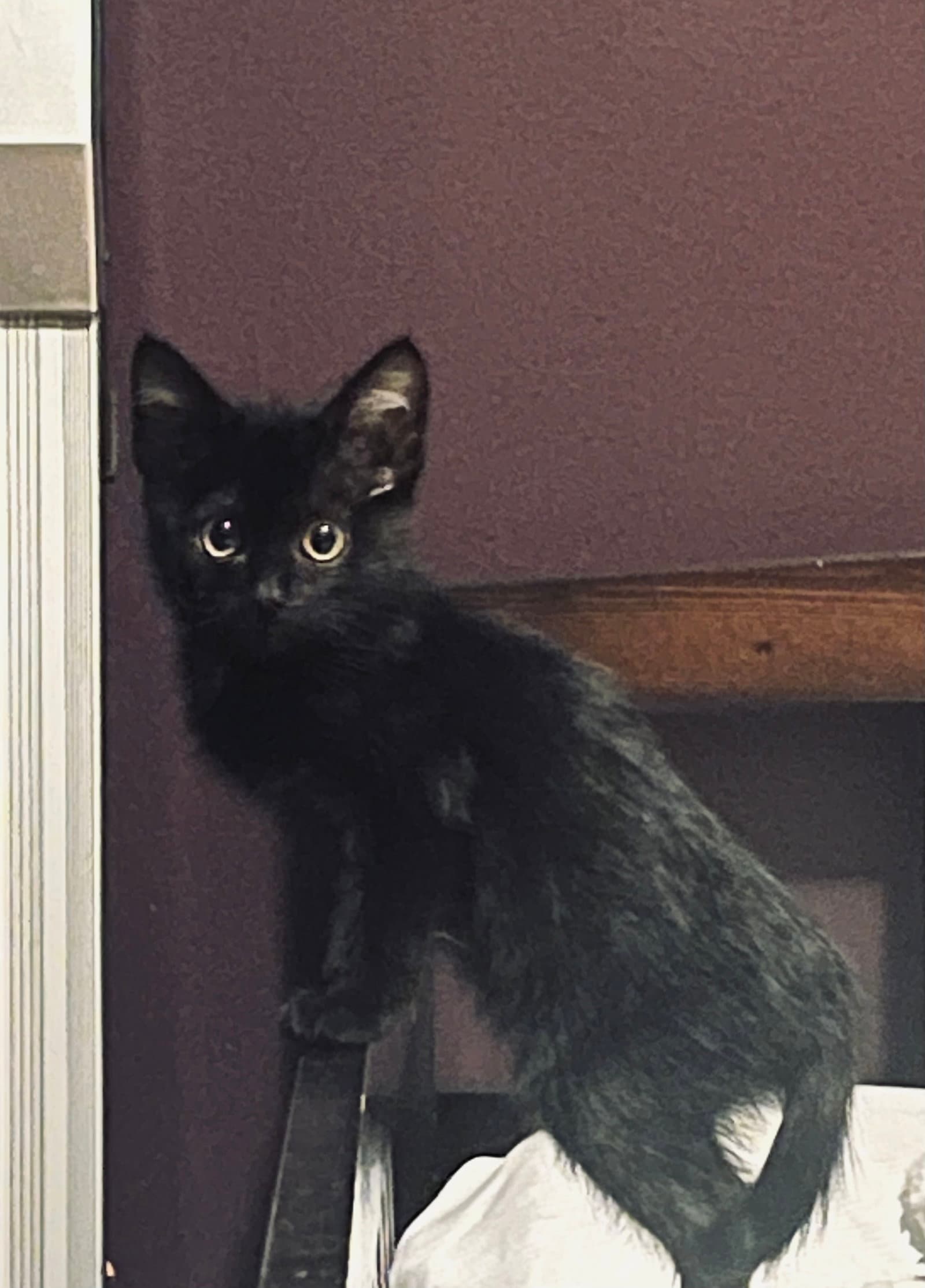 Little Man