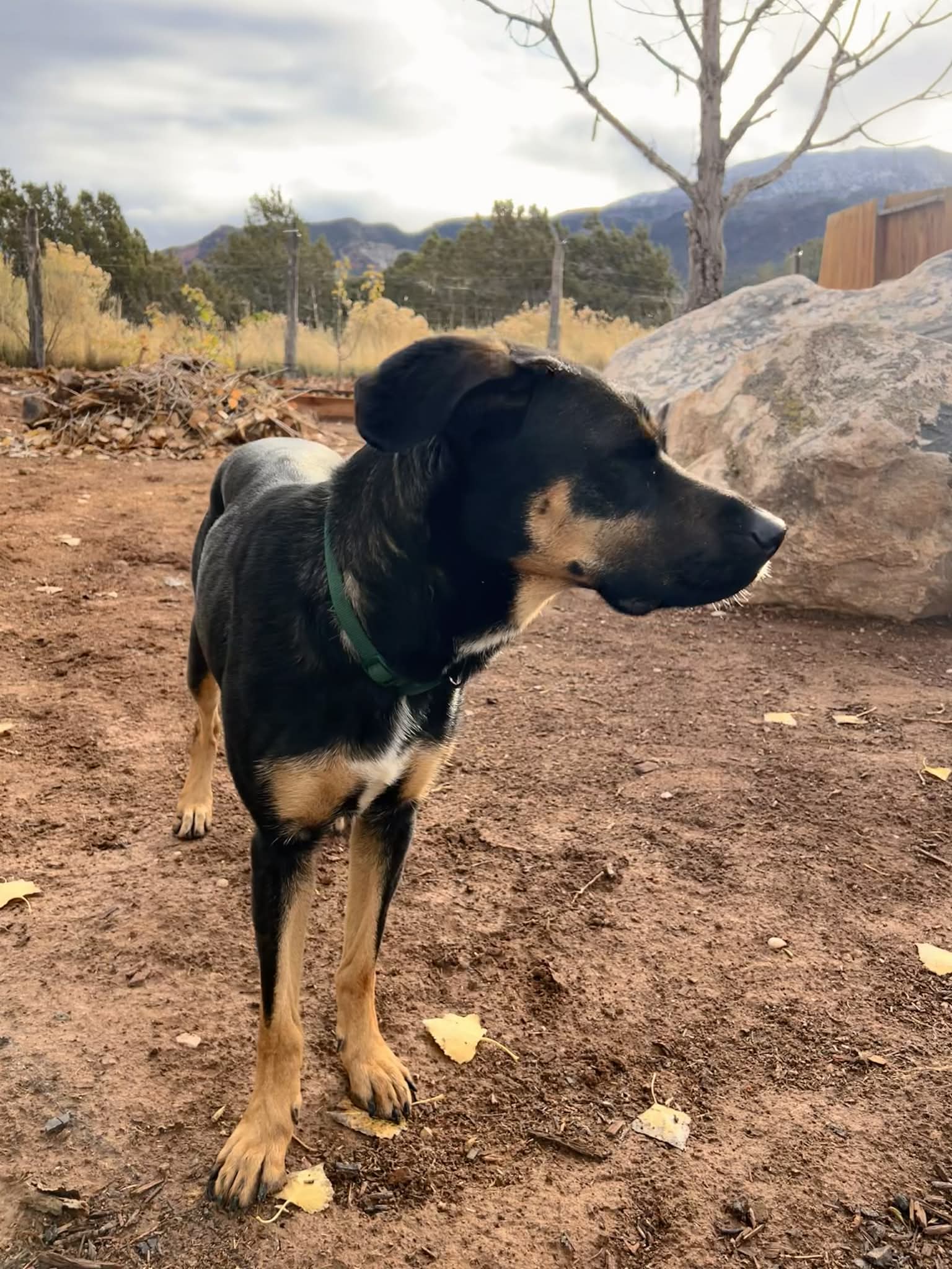 Zena