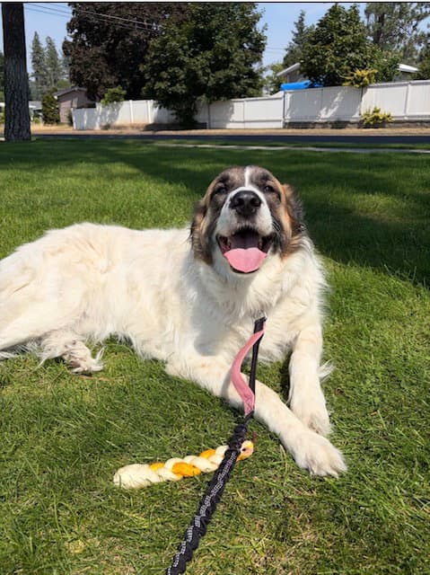 Ruby Pyr