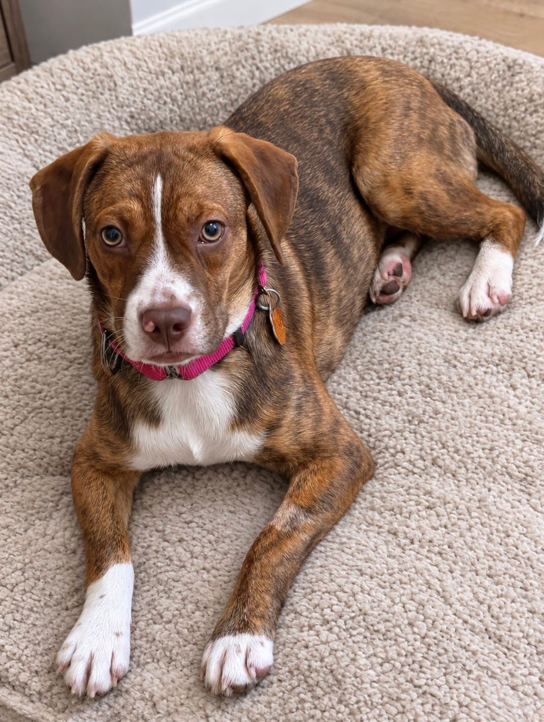 Joanie June Bug