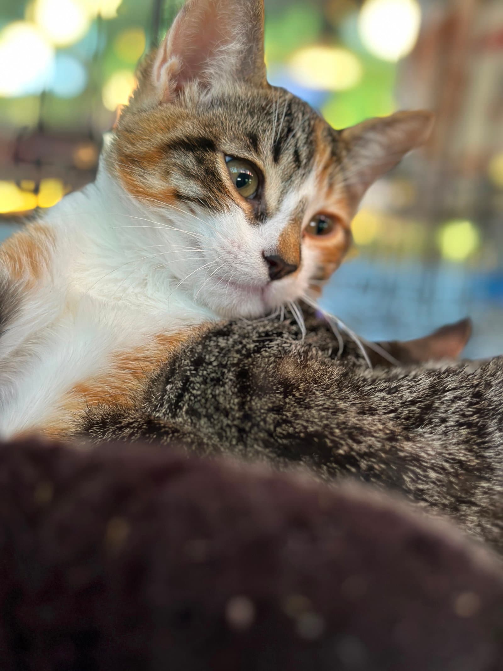 Dora (& Stripes)