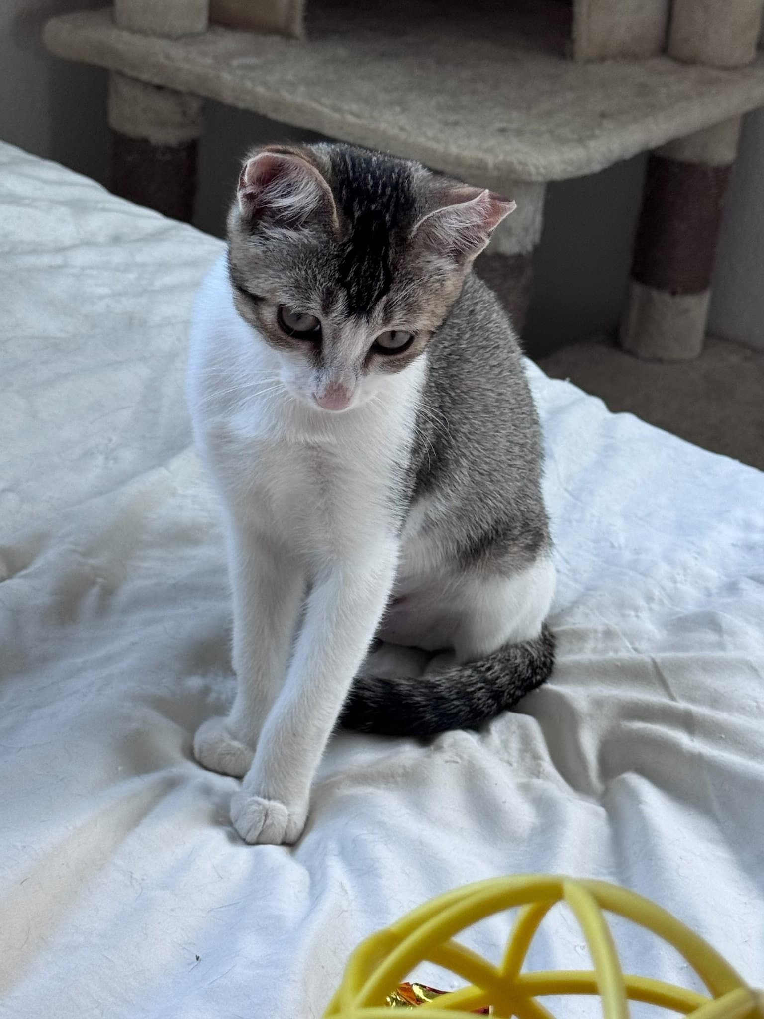 Precious