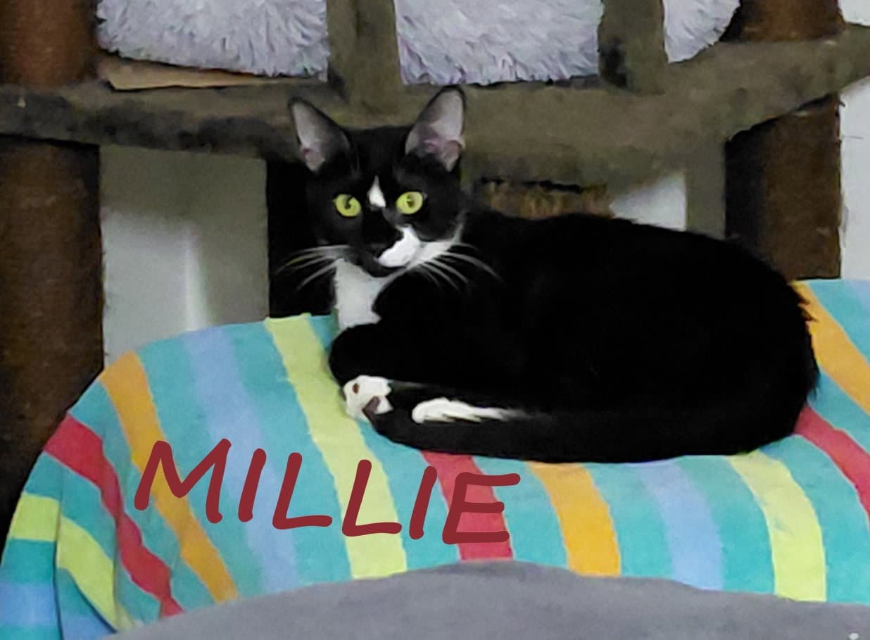 zz - Millie