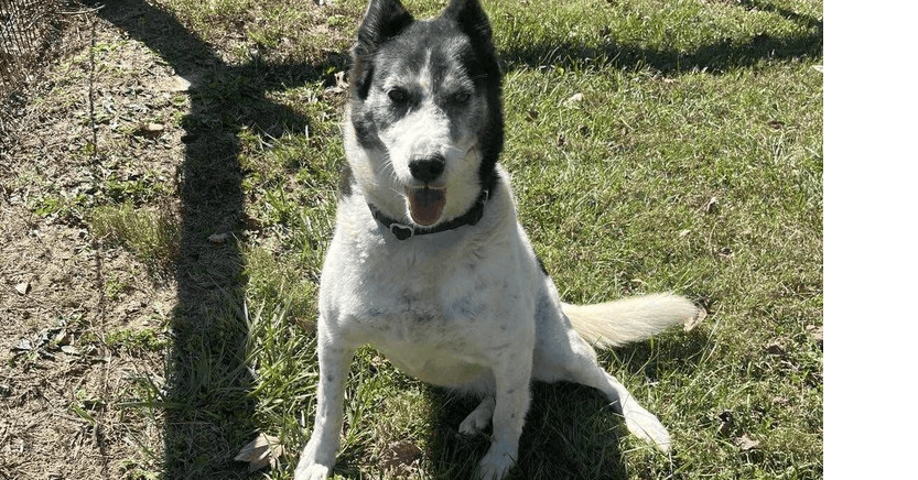 Roxi