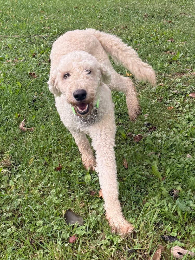 Maggie